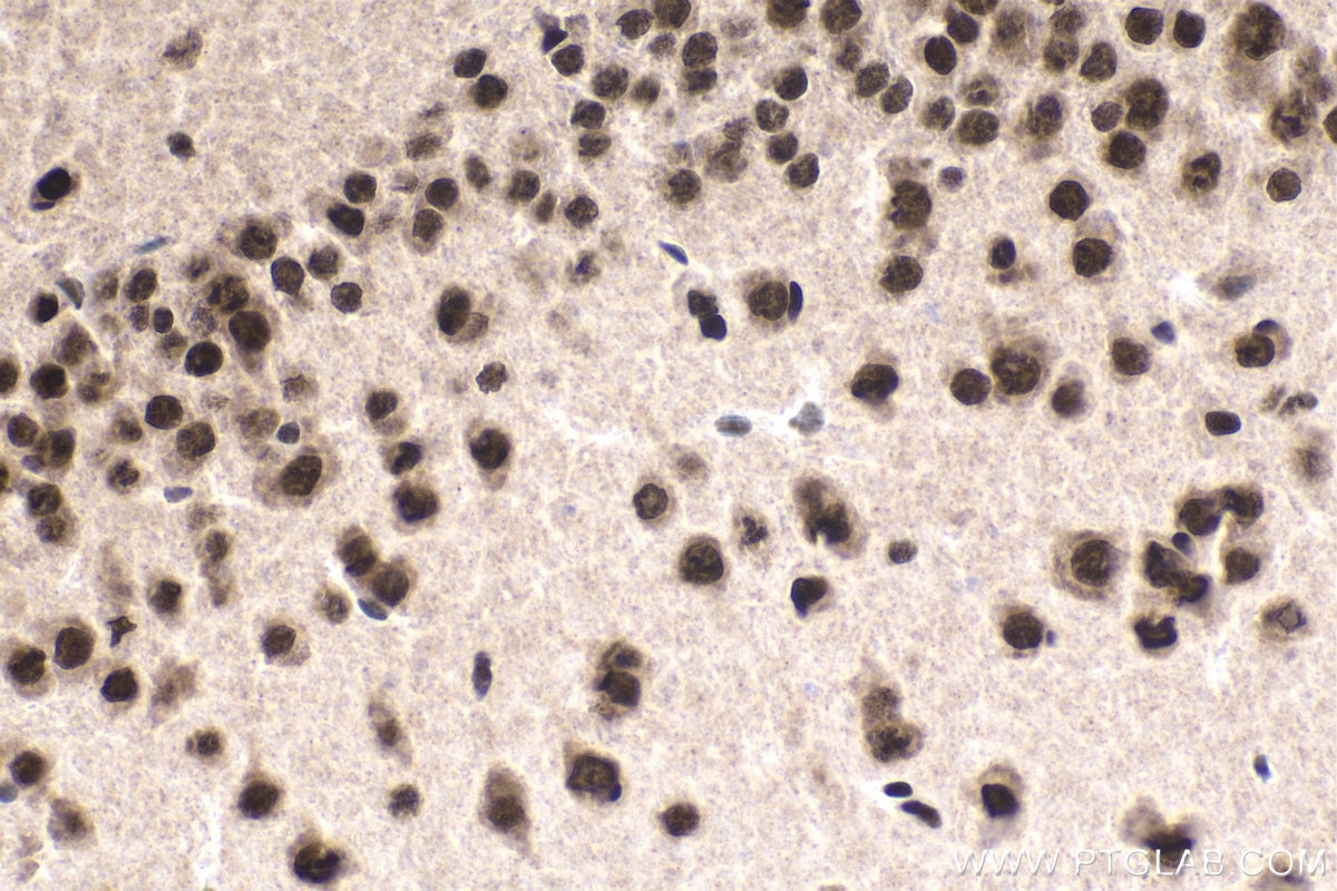 Immunohistochemical analysis of paraffin-embedded mouse brain tissue slide using KHC1885 (IWS1 IHC Kit).