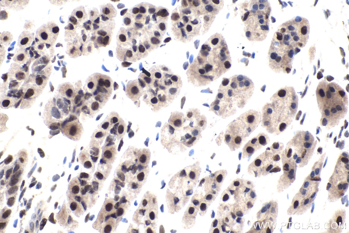 Immunohistochemical analysis of paraffin-embedded mouse stomach tissue slide using KHC1885 (IWS1 IHC Kit).