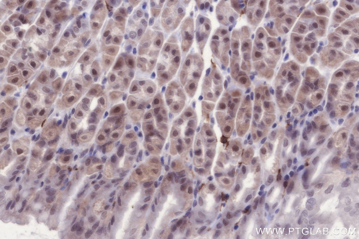 Immunohistochemical analysis of paraffin-embedded mouse stomach tissue slide using KHC2672 (JMJD5 IHC Kit).