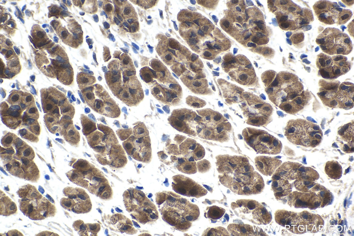 Immunohistochemical analysis of paraffin-embedded mouse stomach tissue slide using KHC1517 (JMJD7 IHC Kit).