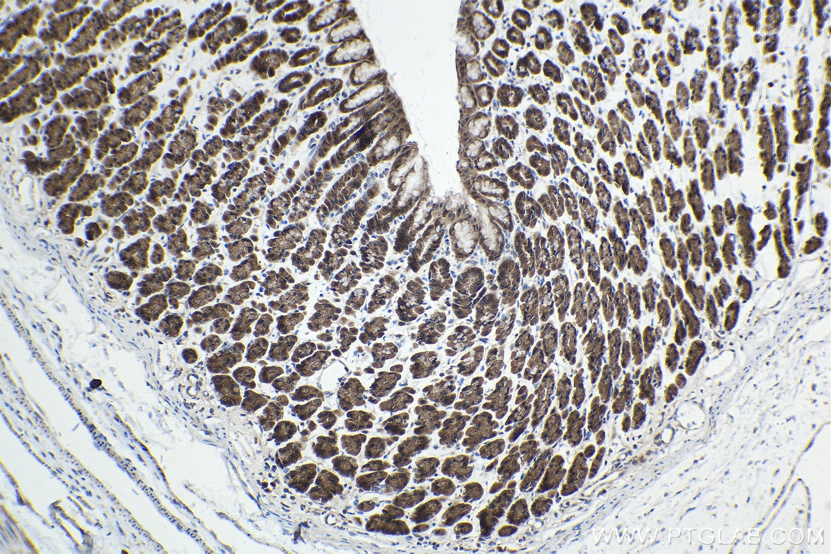 Immunohistochemical analysis of paraffin-embedded rat stomach tissue slide using KHC1517 (JMJD7 IHC Kit).