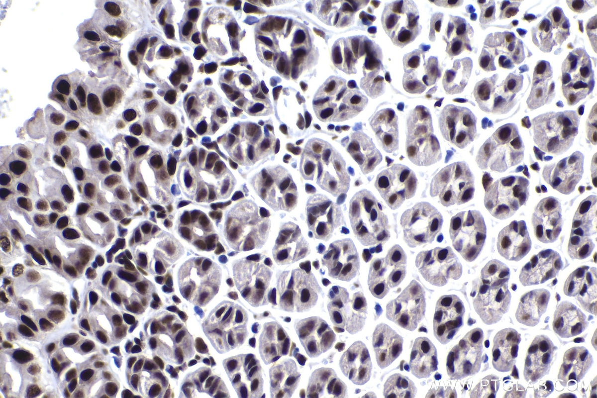 Immunohistochemical analysis of paraffin-embedded mouse stomach tissue slide using KHC1509 (JUN IHC Kit).