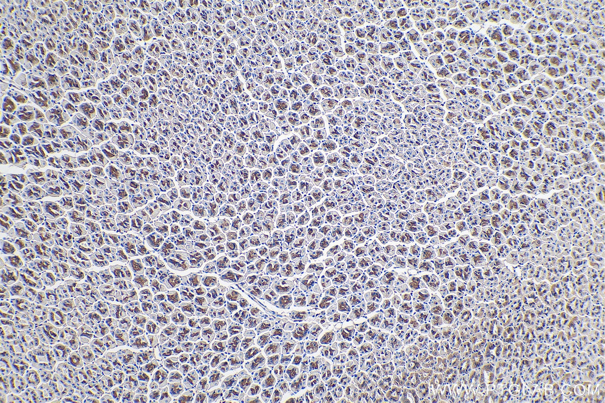 Immunohistochemical analysis of paraffin-embedded mouse stomach tissue slide using KHC0263 ( JUP IHC Kit).