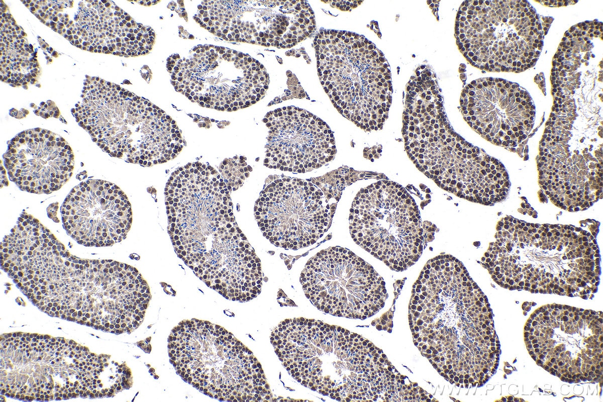 Immunohistochemical analysis of paraffin-embedded mouse testis tissue slide using KHC1491 (KAT7/MYST2 IHC Kit).