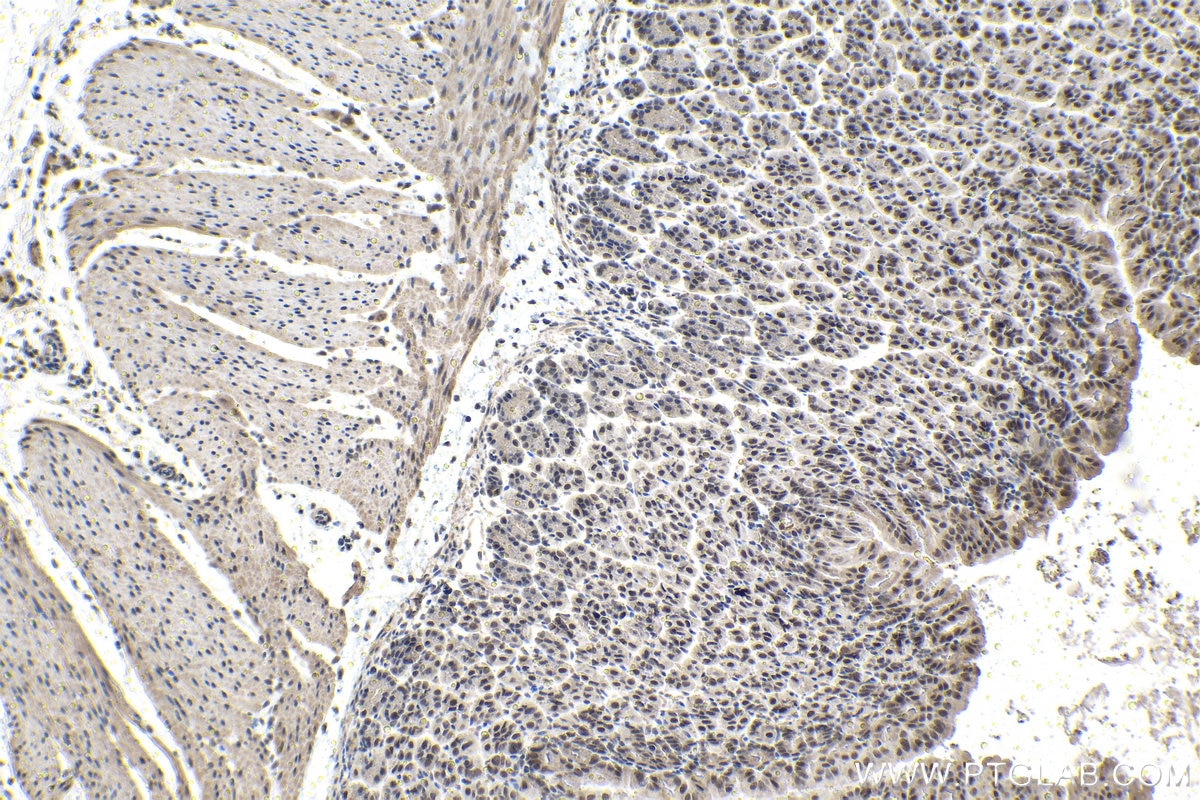 Immunohistochemical analysis of paraffin-embedded mouse stomach tissue slide using KHC1491 (KAT7/MYST2 IHC Kit).