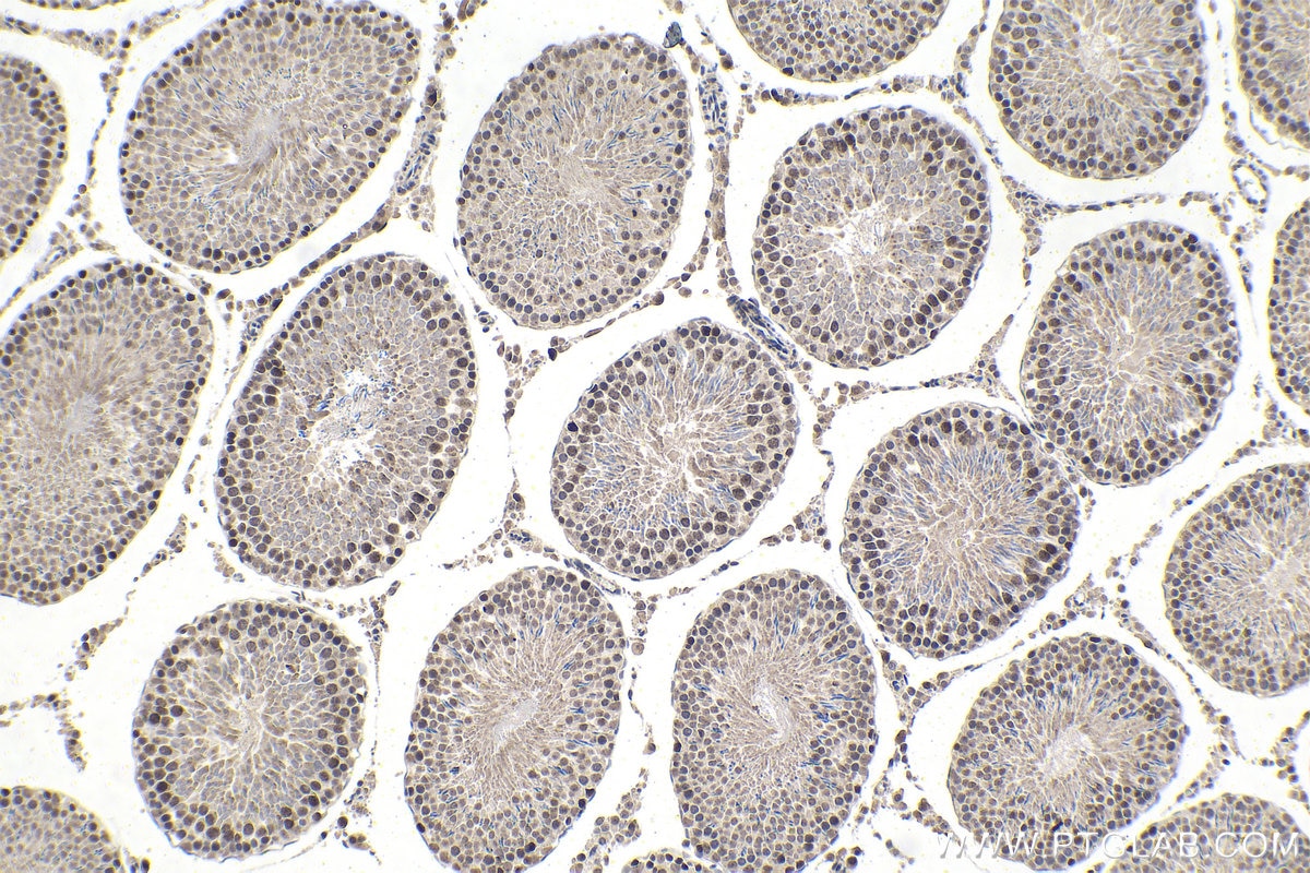Immunohistochemical analysis of paraffin-embedded rat testis tissue slide using KHC1491 (KAT7/MYST2 IHC Kit).