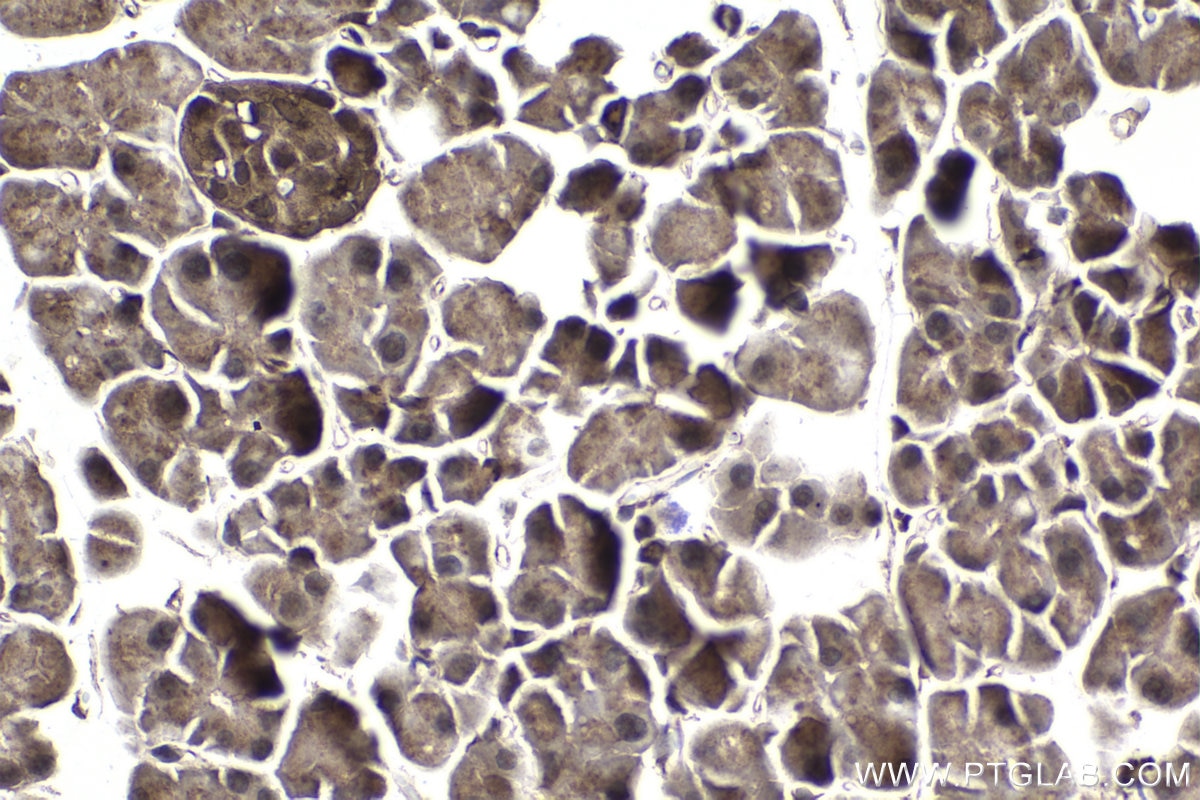 Immunohistochemical analysis of paraffin-embedded mouse pancreas tissue slide using KHC1064 (KEAP1 IHC Kit).