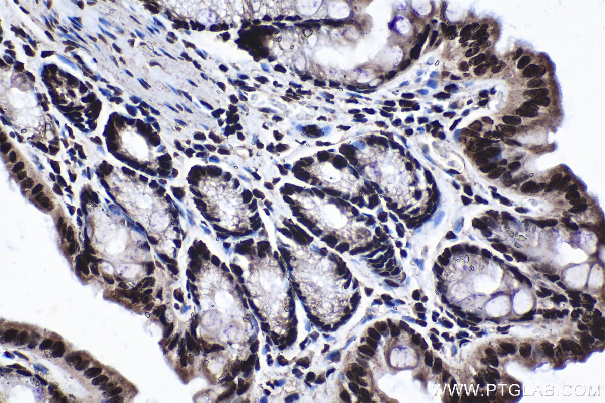 Immunohistochemical analysis of paraffin-embedded mouse colon tissue slide using KHC1391 (KHDRBS1 IHC Kit).