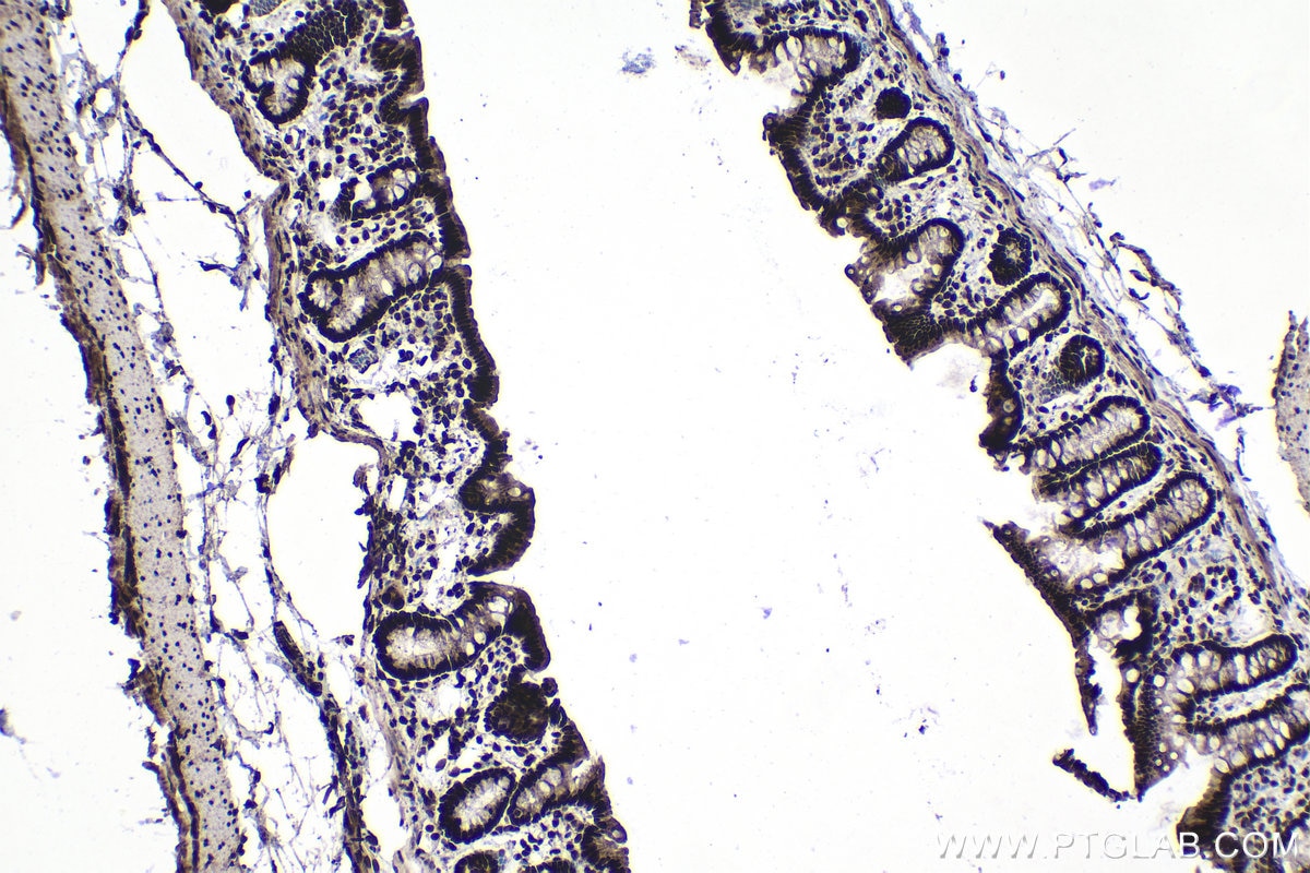 Immunohistochemical analysis of paraffin-embedded rat colon tissue slide using KHC1391 (KHDRBS1 IHC Kit).