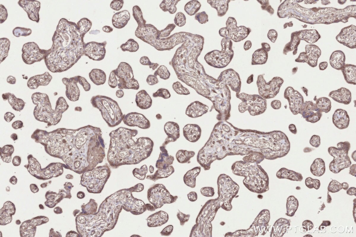 Immunohistochemical analysis of paraffin-embedded human placenta tissue slide using KHC3290 (KIAA0090 IHC Kit).