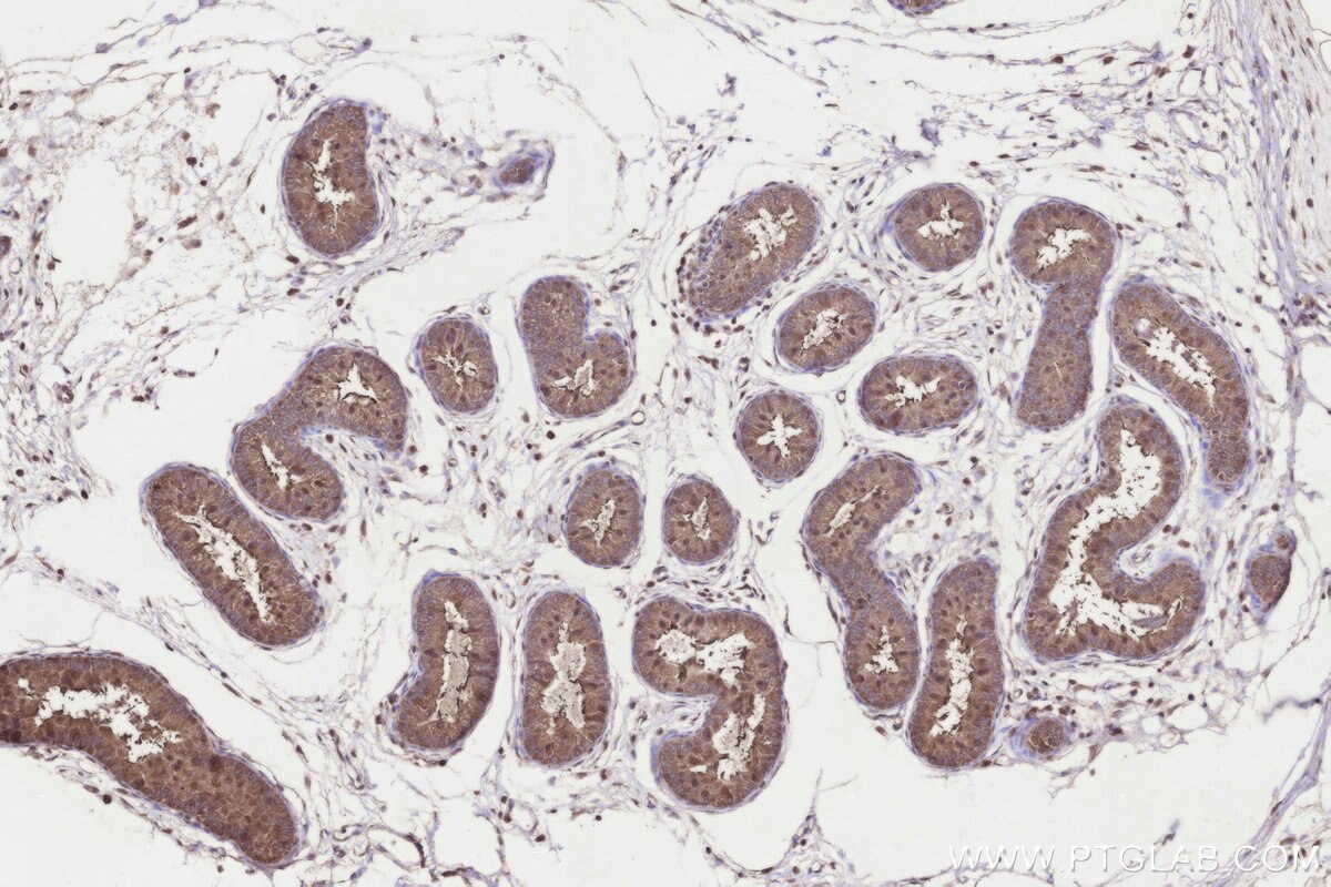 Immunohistochemical analysis of paraffin-embedded rat epididymis tissue slide using KHC3290 (KIAA0090 IHC Kit).