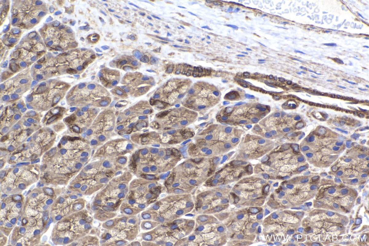 Immunohistochemical analysis of paraffin-embedded rat stomach tissue slide using KHC2238 (KIF5B IHC Kit).