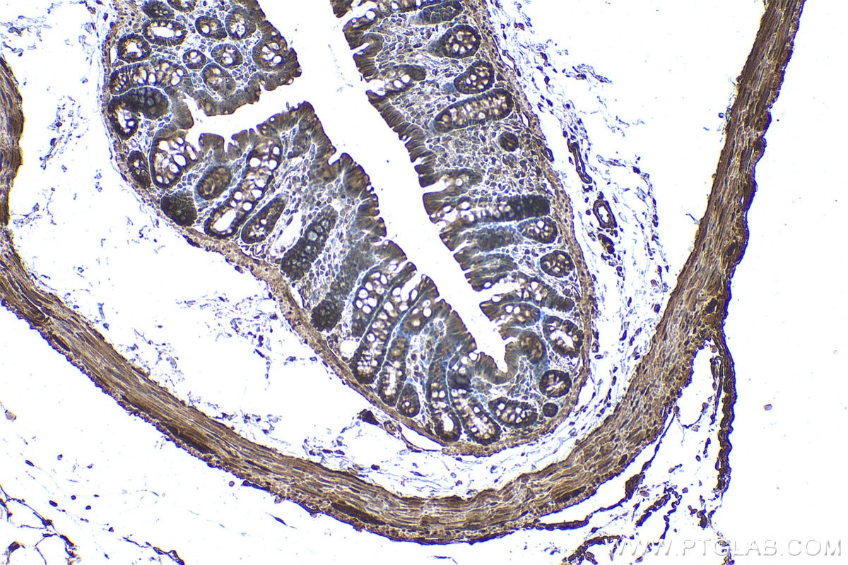 Immunohistochemical analysis of paraffin-embedded rat colon tissue slide using KHC0963 (KLC2 IHC Kit).