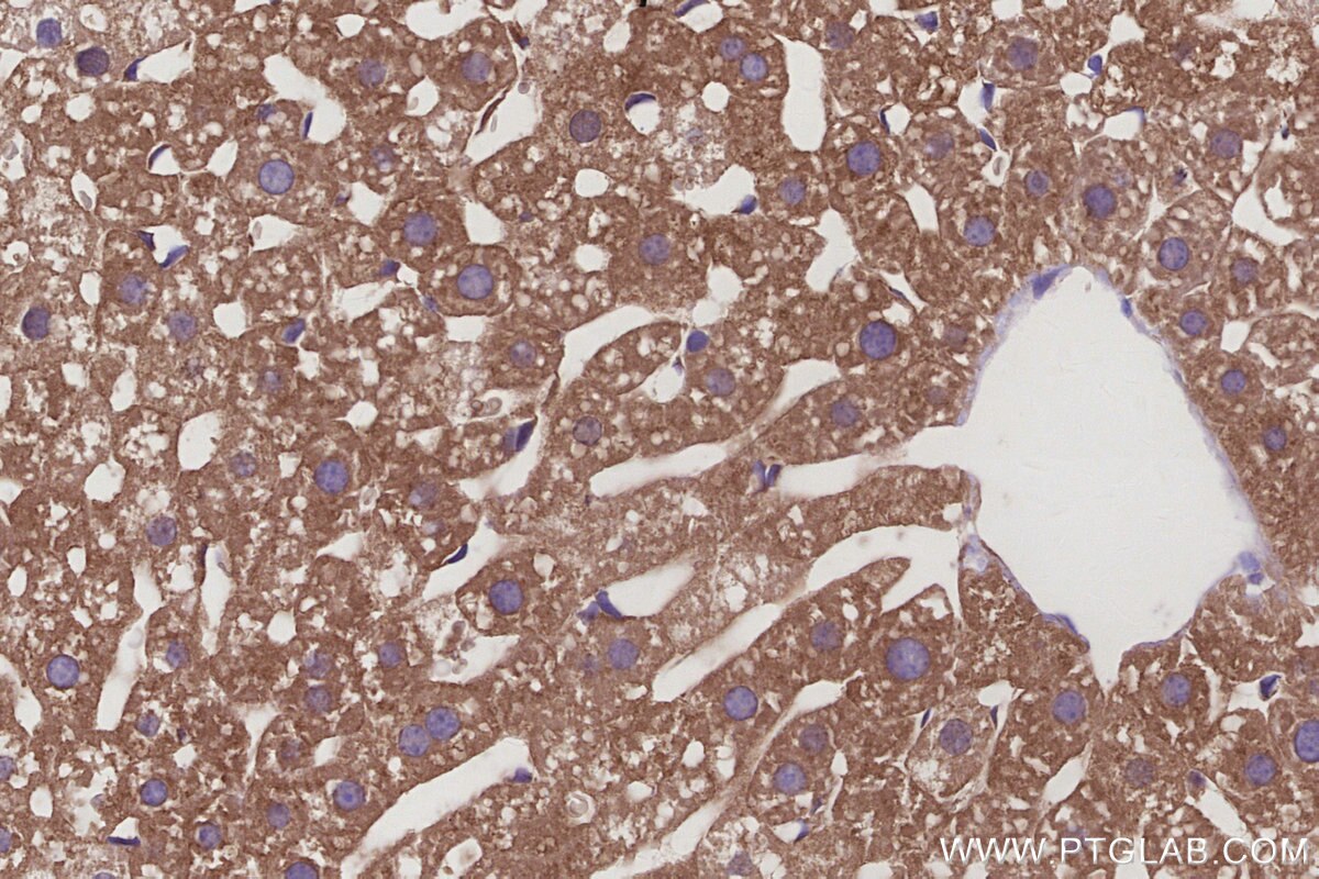 Immunohistochemical analysis of paraffin-embedded mouse liver tissue slide using KHC2953 (KLC4 IHC Kit).
