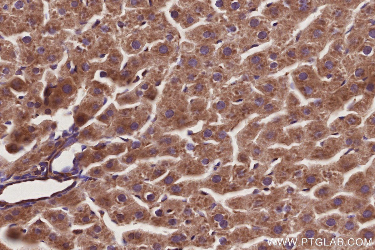 Immunohistochemical analysis of paraffin-embedded rat liver tissue slide using KHC2953 (KLC4 IHC Kit).