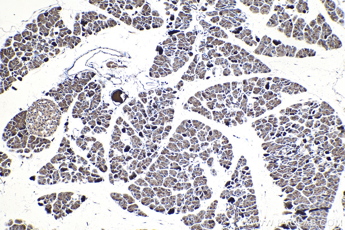 Immunohistochemical analysis of paraffin-embedded mouse pancreas tissue slide using KHC1328 (KLK8 IHC Kit).
