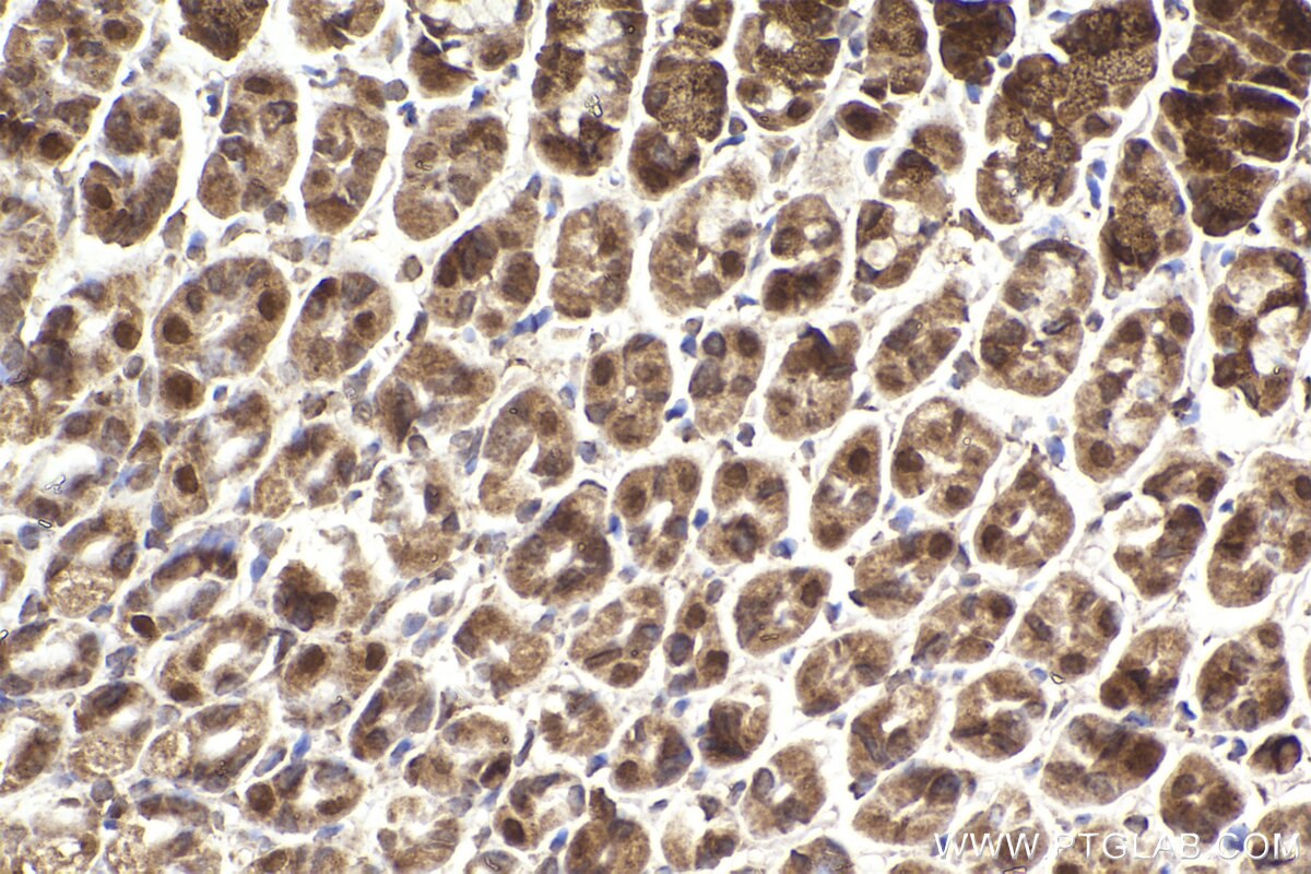 Immunohistochemical analysis of paraffin-embedded mouse stomach tissue slide using KHC2298 (KNTC1 IHC Kit).