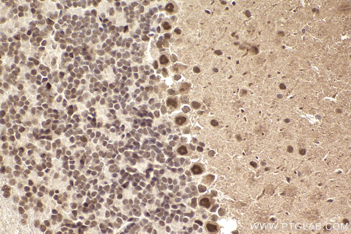 Immunohistochemical analysis of paraffin-embedded mouse cerebellum tissue slide using KHC2310 (KPNA1 IHC Kit).