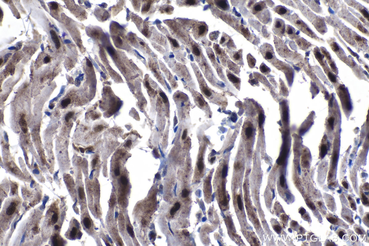 Immunohistochemical analysis of paraffin-embedded rat heart tissue slide using KHC1242 (KPNA3 IHC Kit).