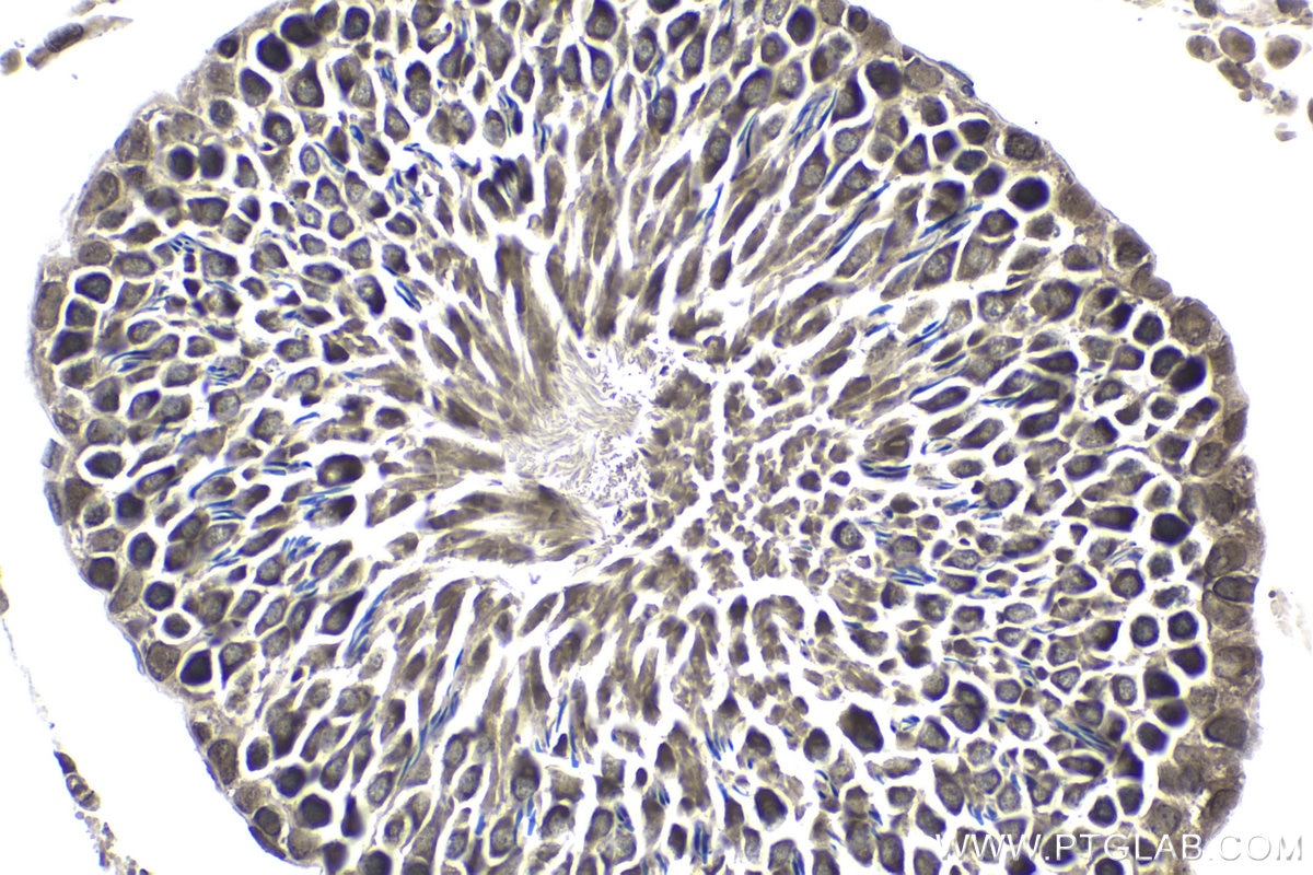 Immunohistochemical analysis of paraffin-embedded rat testis tissue slide using KHC1742 (KPNB1 IHC Kit).