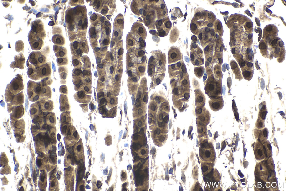 Immunohistochemical analysis of paraffin-embedded mouse stomach tissue slide using KHC1742 (KPNB1 IHC Kit).