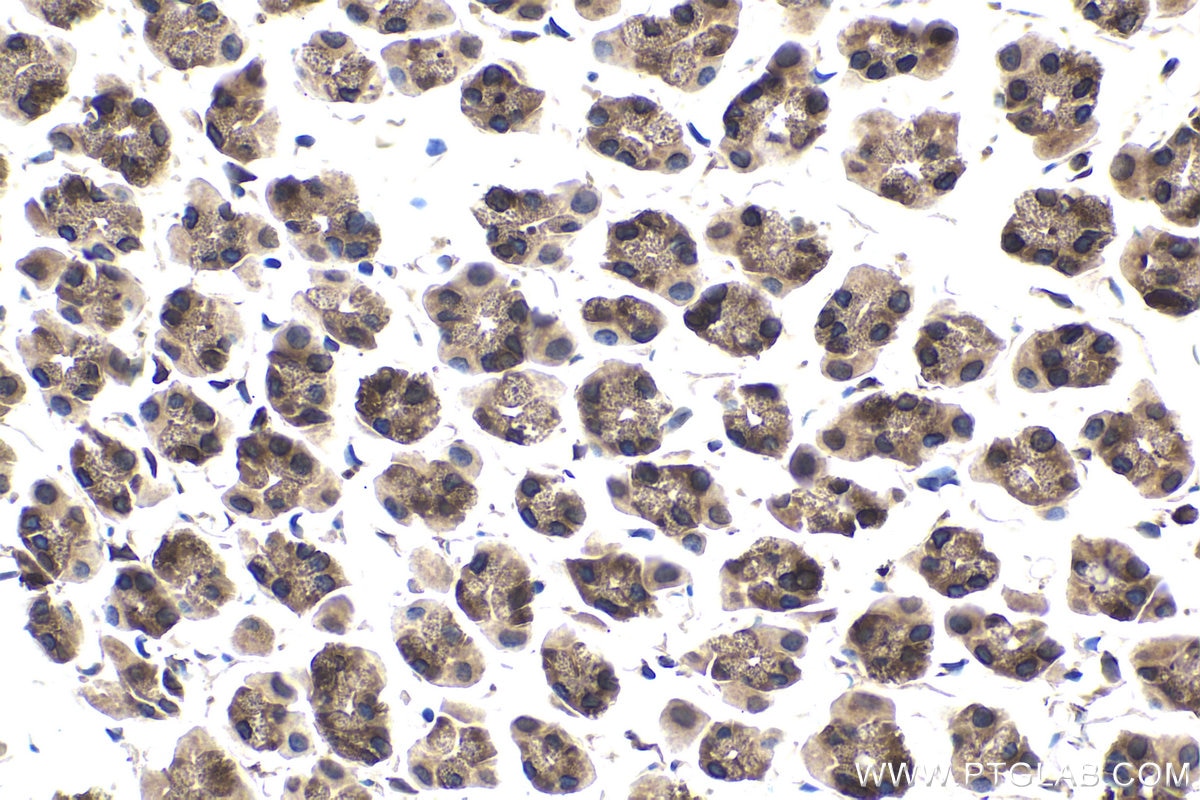 Immunohistochemical analysis of paraffin-embedded rat stomach tissue slide using KHC1742 (KPNB1 IHC Kit).