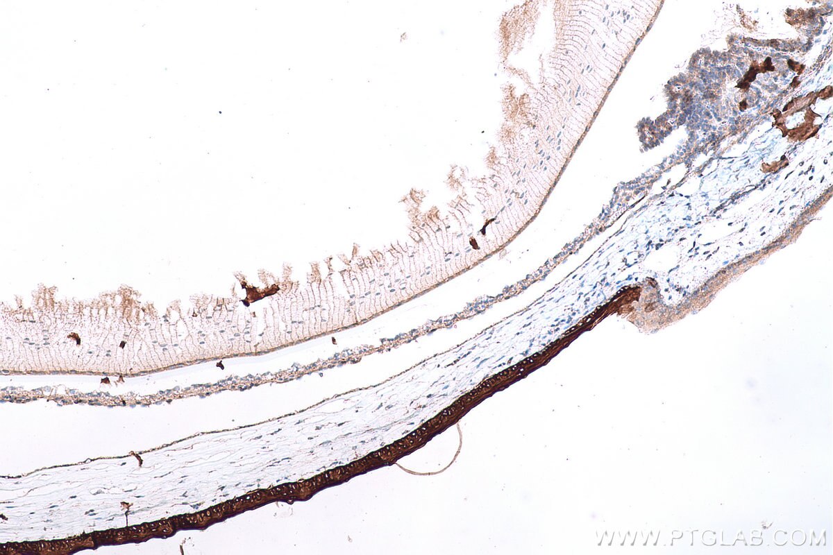 Immunohistochemical analysis of paraffin-embedded mouse eye tissue slide using KHC0749 (KRT12 IHC Kit).