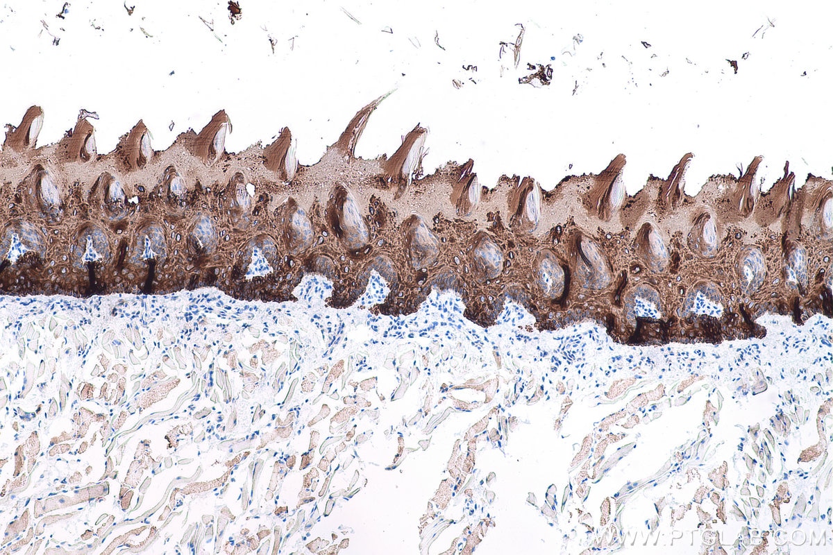 Immunohistochemical analysis of paraffin-embedded rat tongue tissue slide using KHC0750 (KRT13 IHC Kit).