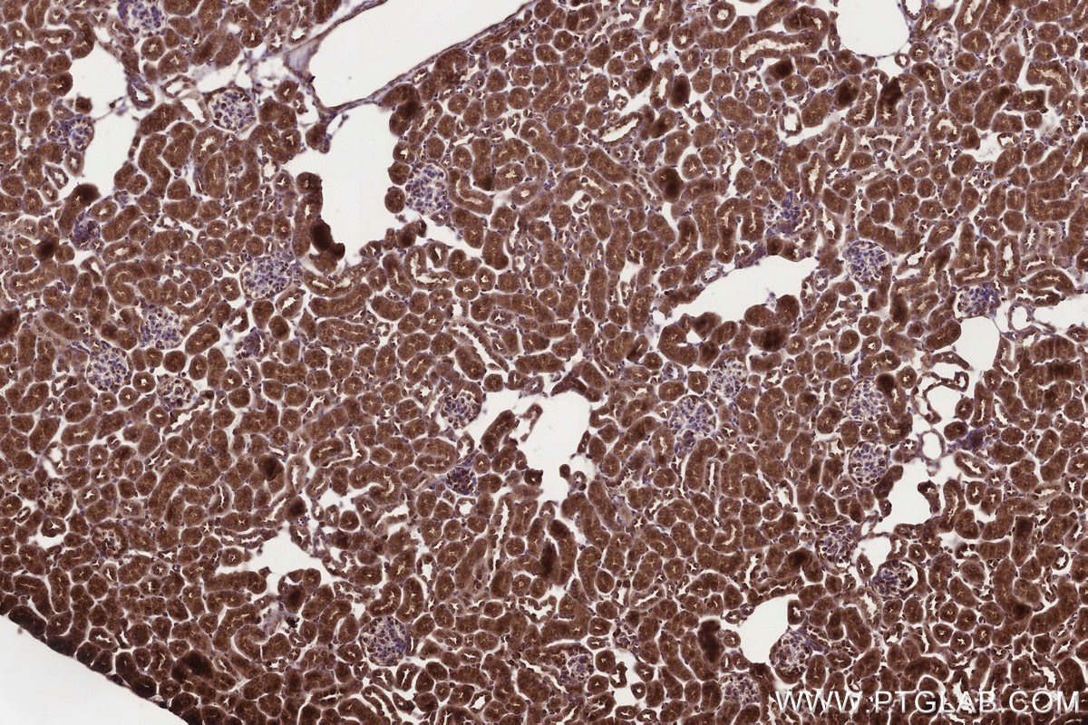 Immunohistochemical analysis of paraffin-embedded mouse kidney tissue slide using KHC3292 (KTELC1 IHC Kit).