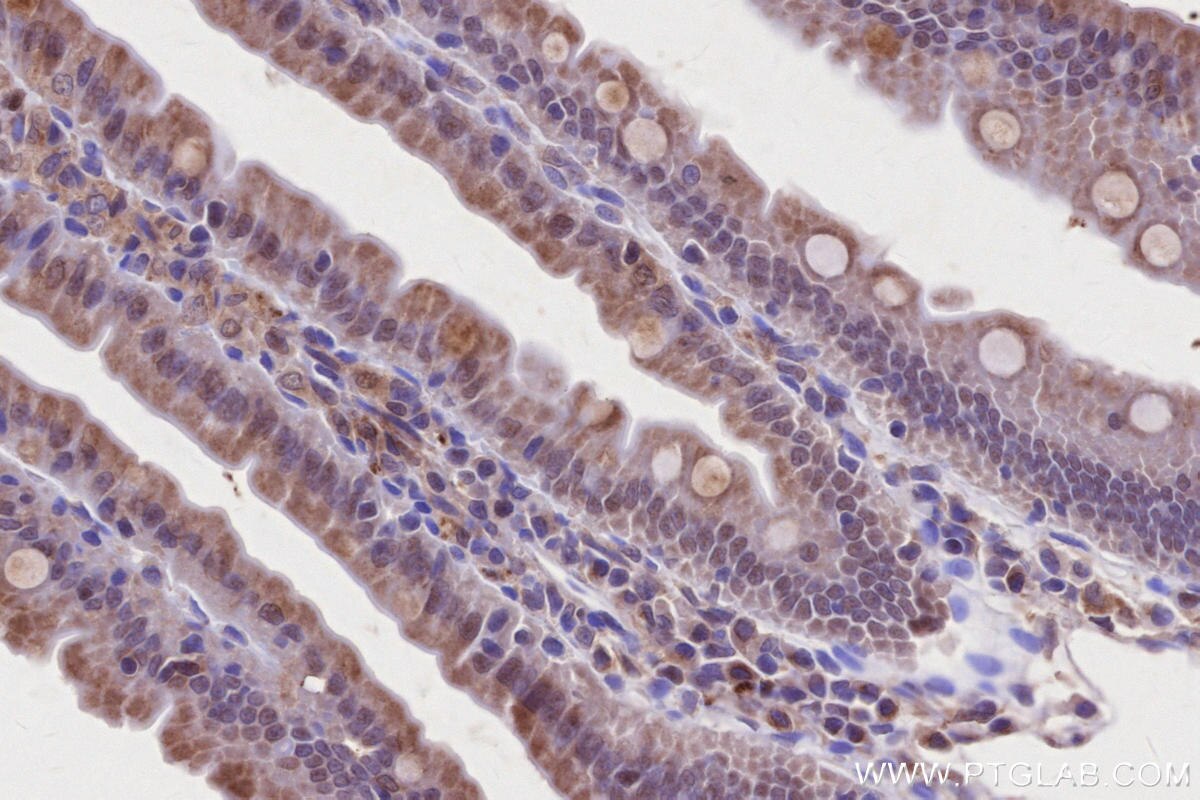Immunohistochemical analysis of paraffin-embedded rat small intestine tissue slide using KHC2644 (LACC1 IHC Kit).