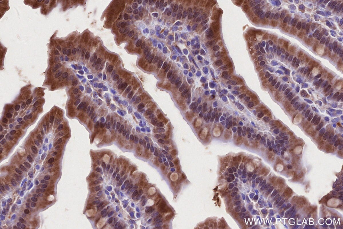 Immunohistochemical analysis of paraffin-embedded mouse small intestine tissue slide using KHC2644 (LACC1 IHC Kit).