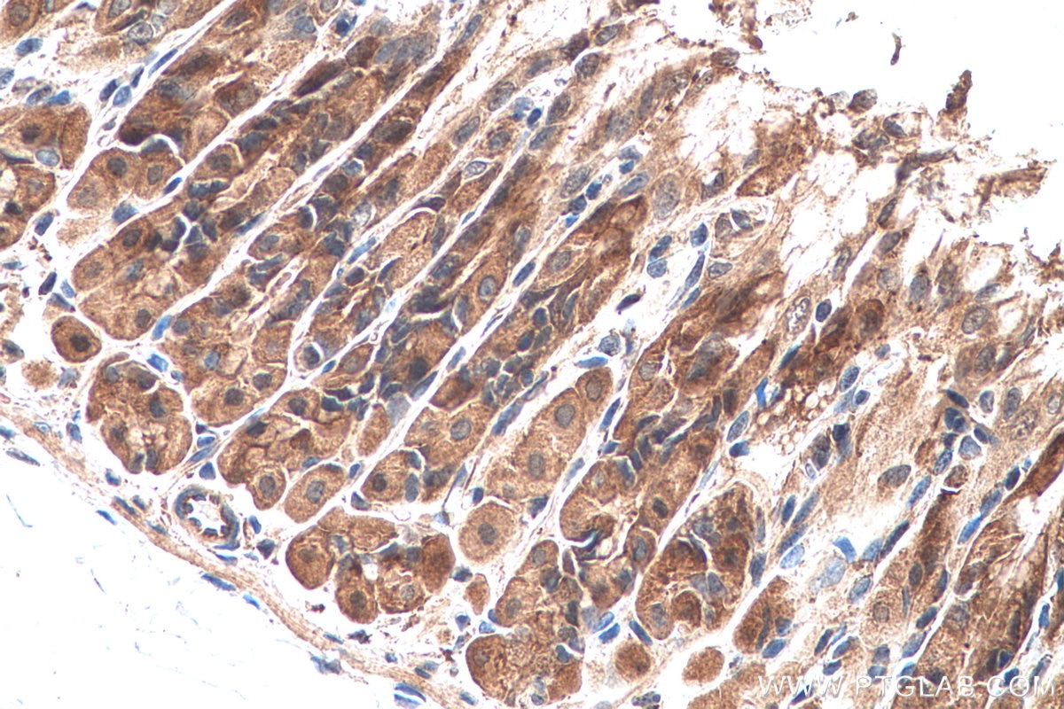 Immunohistochemical analysis of paraffin-embedded mouse stomach tissue slide using KHC0676 (LASP1 IHC Kit).