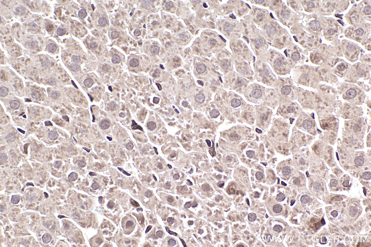 Immunohistochemical analysis of paraffin-embedded rat liver tissue slide using KHC2467 (LBR IHC Kit).