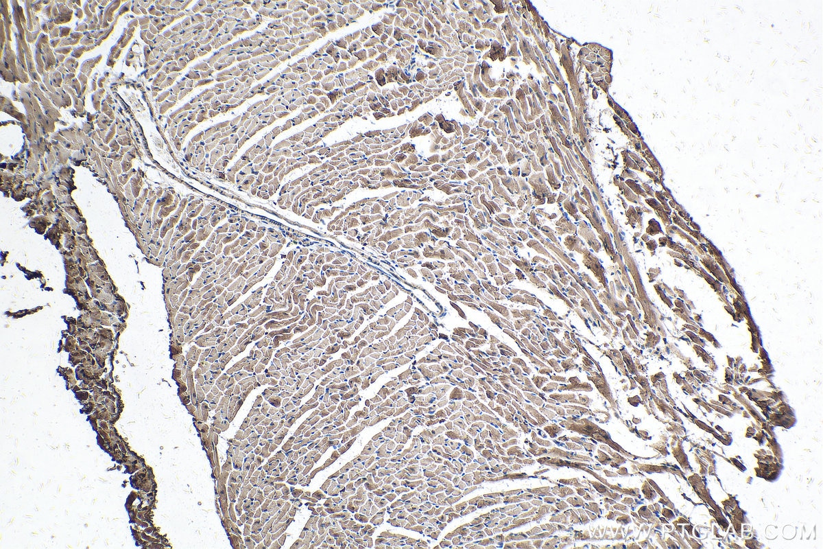 Immunohistochemical analysis of paraffin-embedded mouse heart tissue slide using KHC0324 (LDHB IHC Kit).