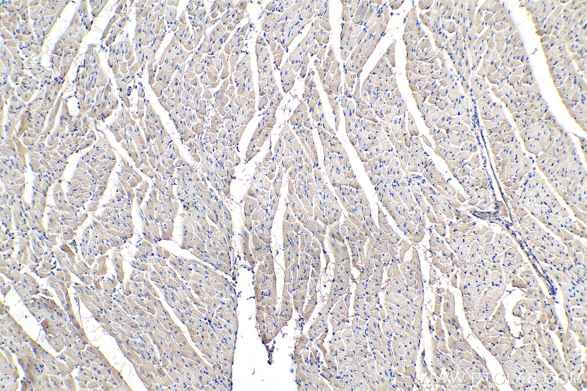 Immunohistochemical analysis of paraffin-embedded rat heart tissue slide using KHC0324 (LDHB IHC Kit).