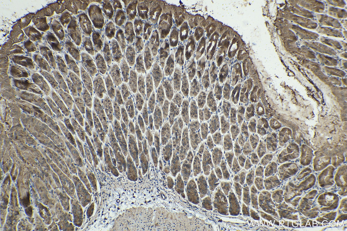 Immunohistochemical analysis of paraffin-embedded mouse stomach tissue slide using KHC1418 (LGALS9 IHC Kit).