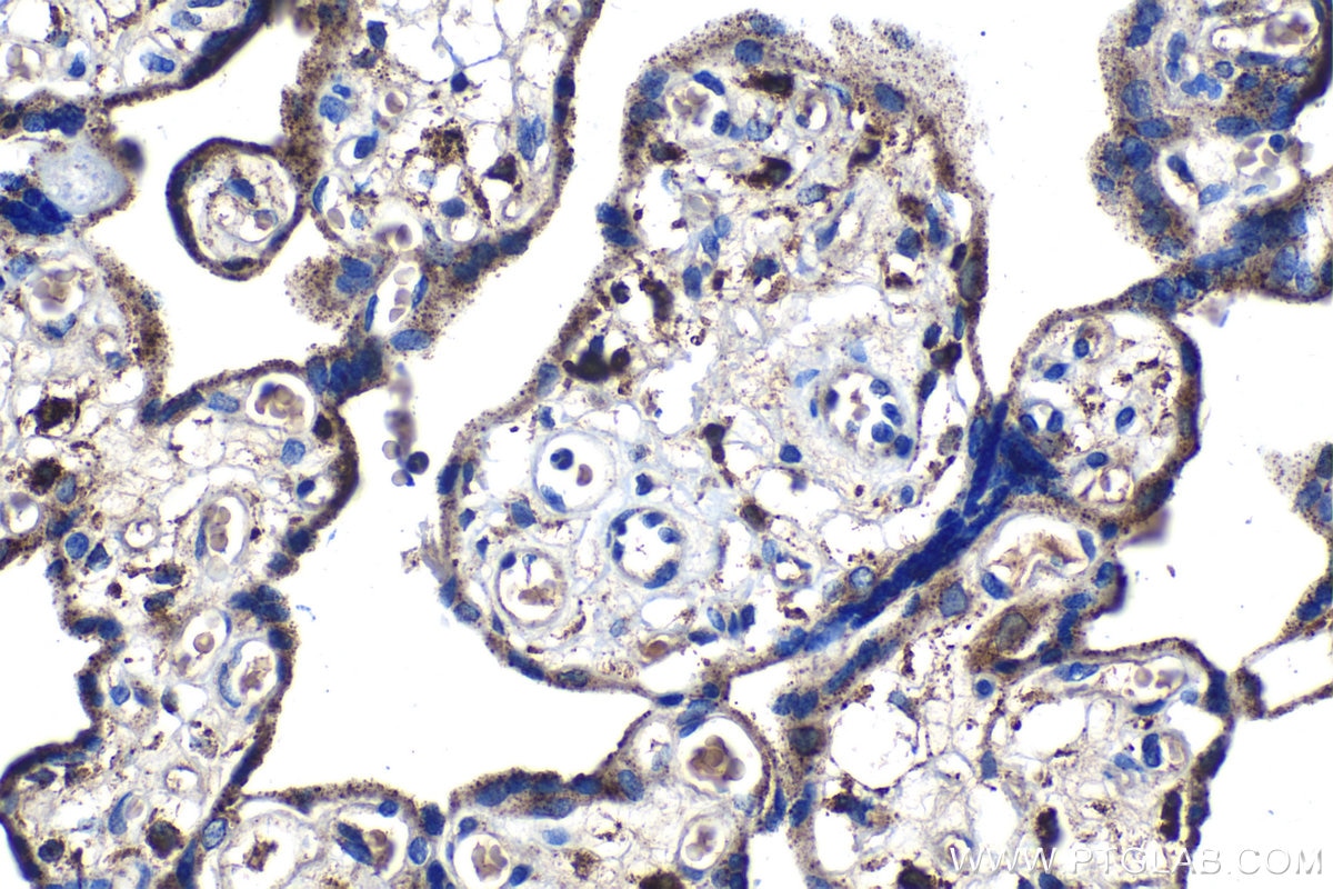 Immunohistochemical analysis of paraffin-embedded human placenta tissue slide using KHC1214 (LGMN IHC Kit).