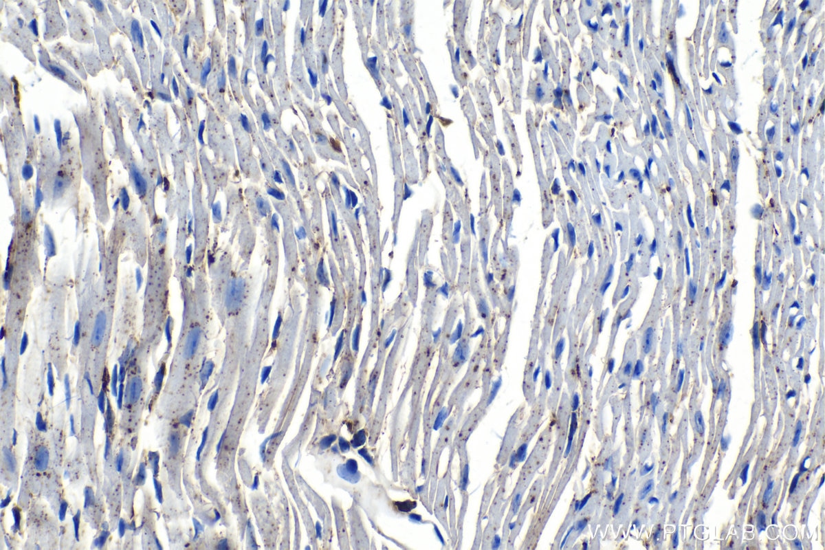 Immunohistochemical analysis of paraffin-embedded mouse heart tissue slide using KHC1214 (LGMN IHC Kit).