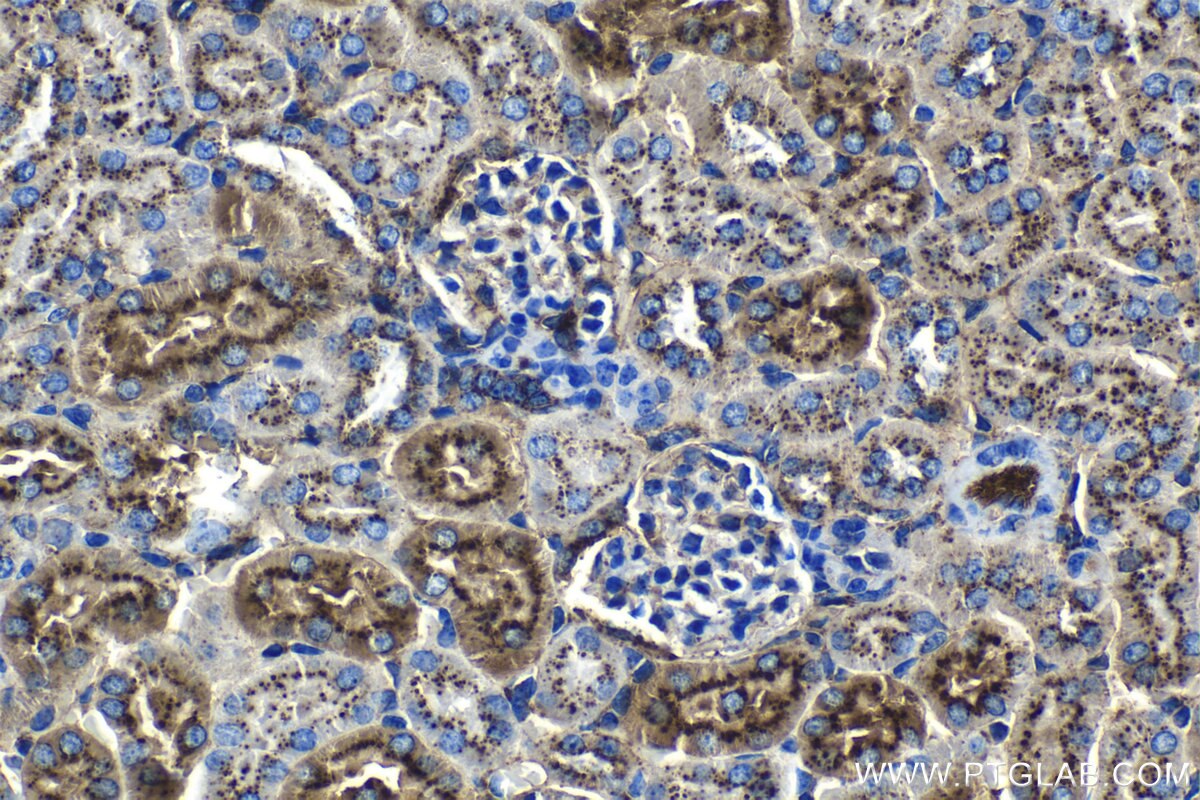 Immunohistochemical analysis of paraffin-embedded mouse kidney tissue slide using KHC1214 (LGMN IHC Kit).