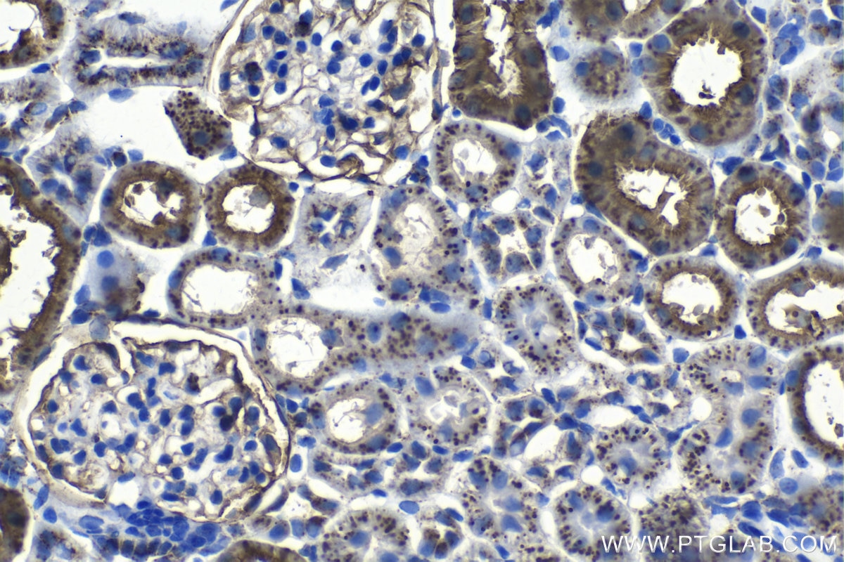 Immunohistochemical analysis of paraffin-embedded rat kidney tissue slide using KHC1214 (LGMN IHC Kit).