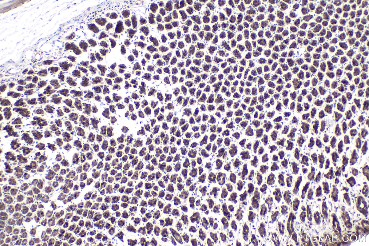Immunohistochemical analysis of paraffin-embedded rat stomach tissue slide using KHC1896 (LITAF IHC Kit).