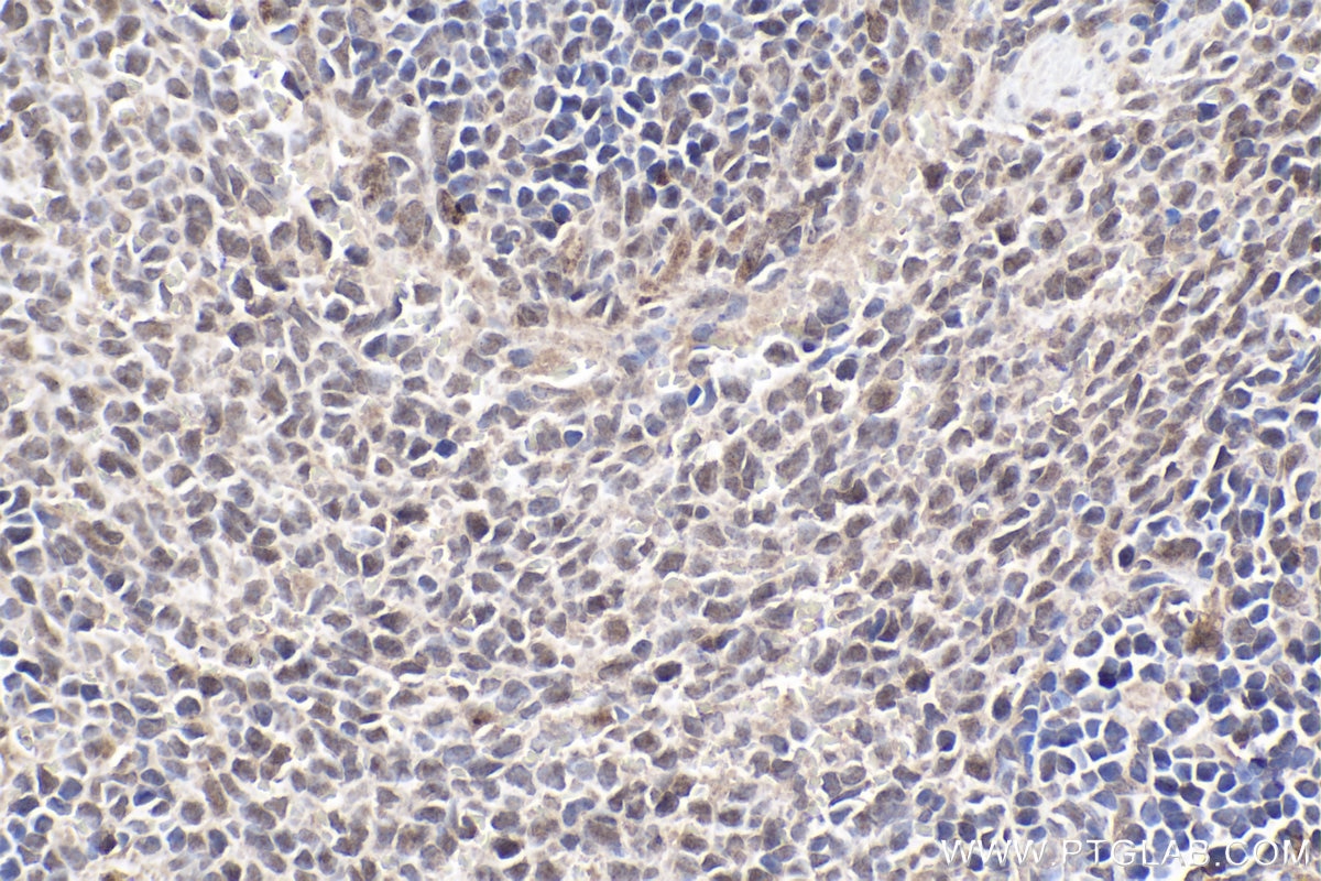 Immunohistochemical analysis of paraffin-embedded rat spleen tissue slide using KHC1896 (LITAF IHC Kit).