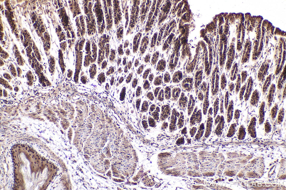 Immunohistochemical analysis of paraffin-embedded mouse stomach tissue slide using KHC1896 (LITAF IHC Kit).