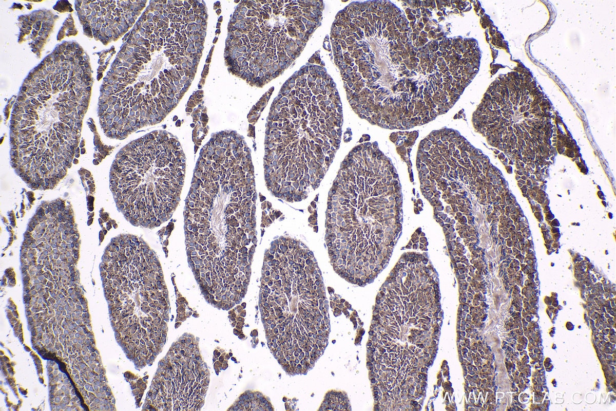 Immunohistochemical analysis of paraffin-embedded mouse testis tissue slide using KHC1364 (LMAN2 IHC Kit).