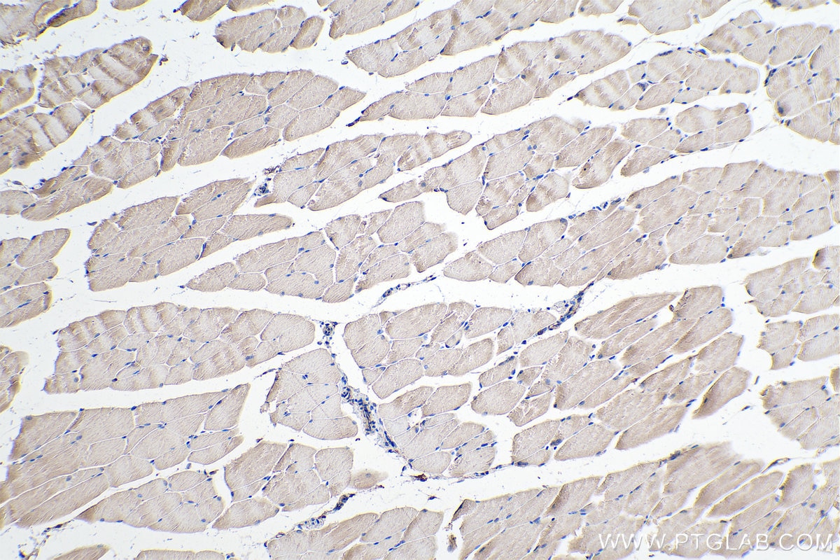 Immunohistochemical analysis of paraffin-embedded mouse skeletal muscle tissue slide using KHC0321 (LMCD1 IHC Kit).