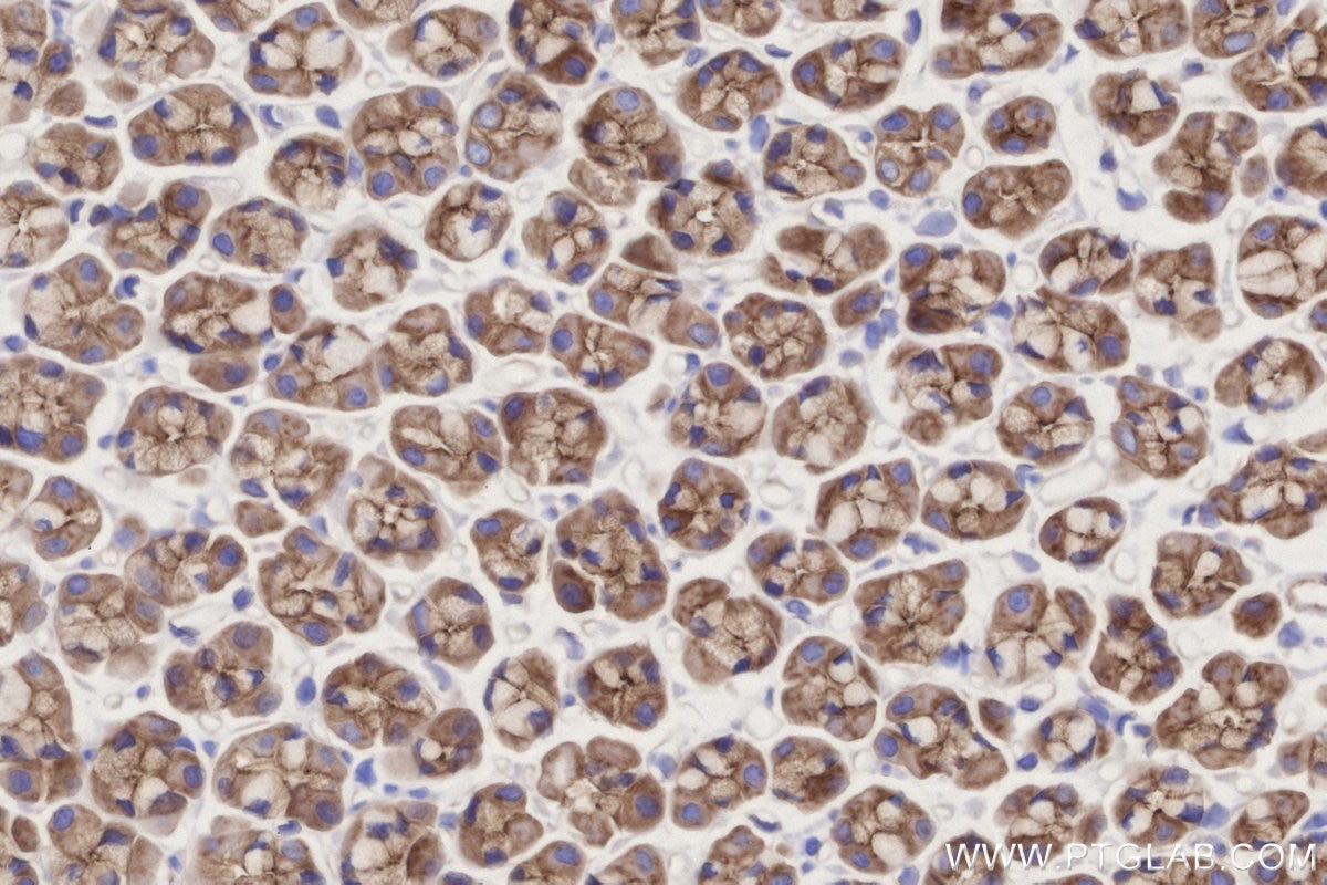 Immunohistochemical analysis of paraffin-embedded rat stomach tissue slide using KHC2738 (LMO7 IHC Kit).
