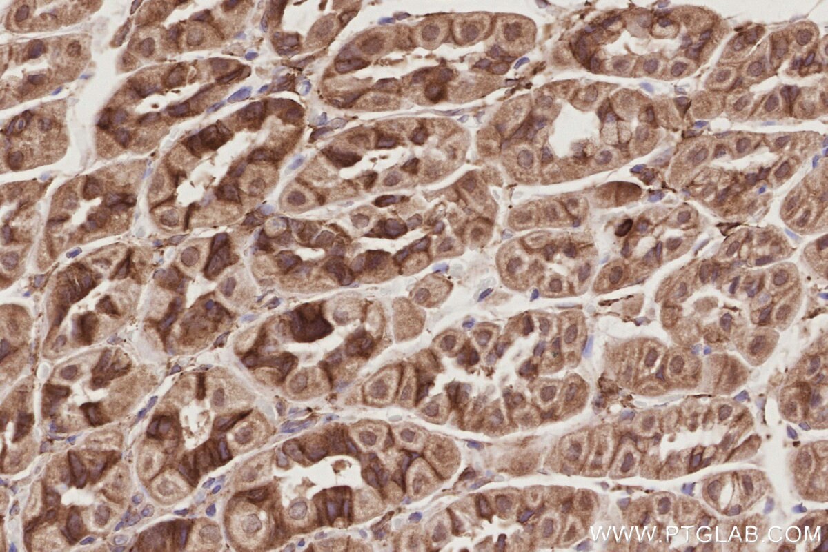 Immunohistochemical analysis of paraffin-embedded mouse stomach tissue slide using KHC2893 (LNPK/KIAA1715 IHC Kit).