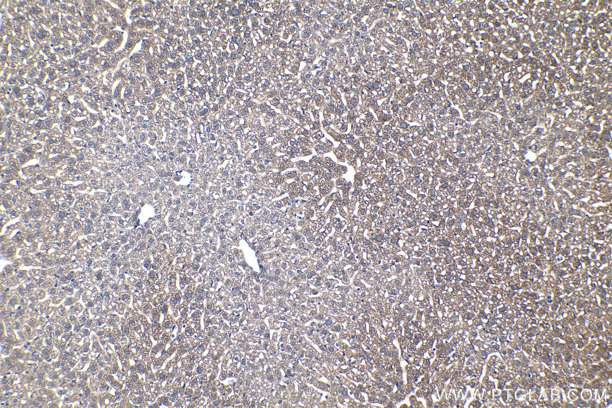 Immunohistochemical analysis of paraffin-embedded mouse liver tissue slide using KHC1247 (LONP2 IHC Kit).