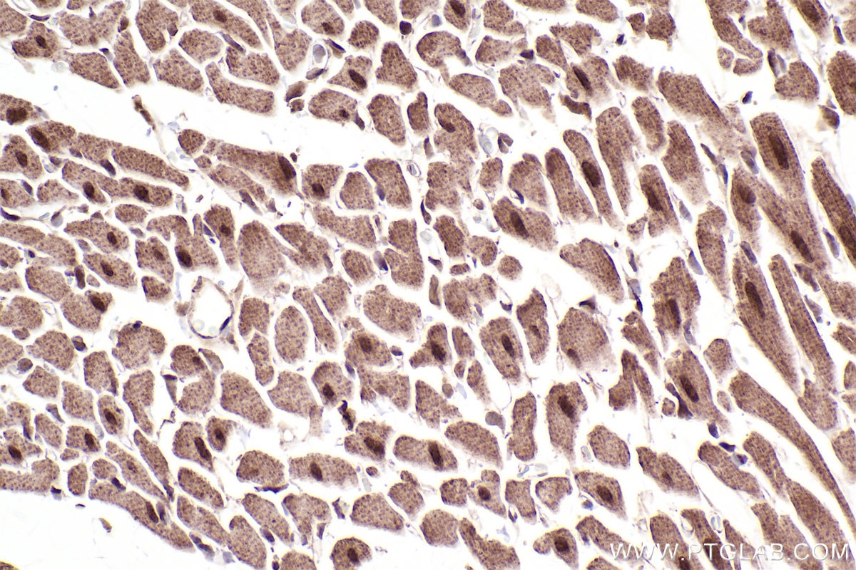 Immunohistochemical analysis of paraffin-embedded rat heart tissue slide using KHC2485 (LRRC41 IHC Kit).