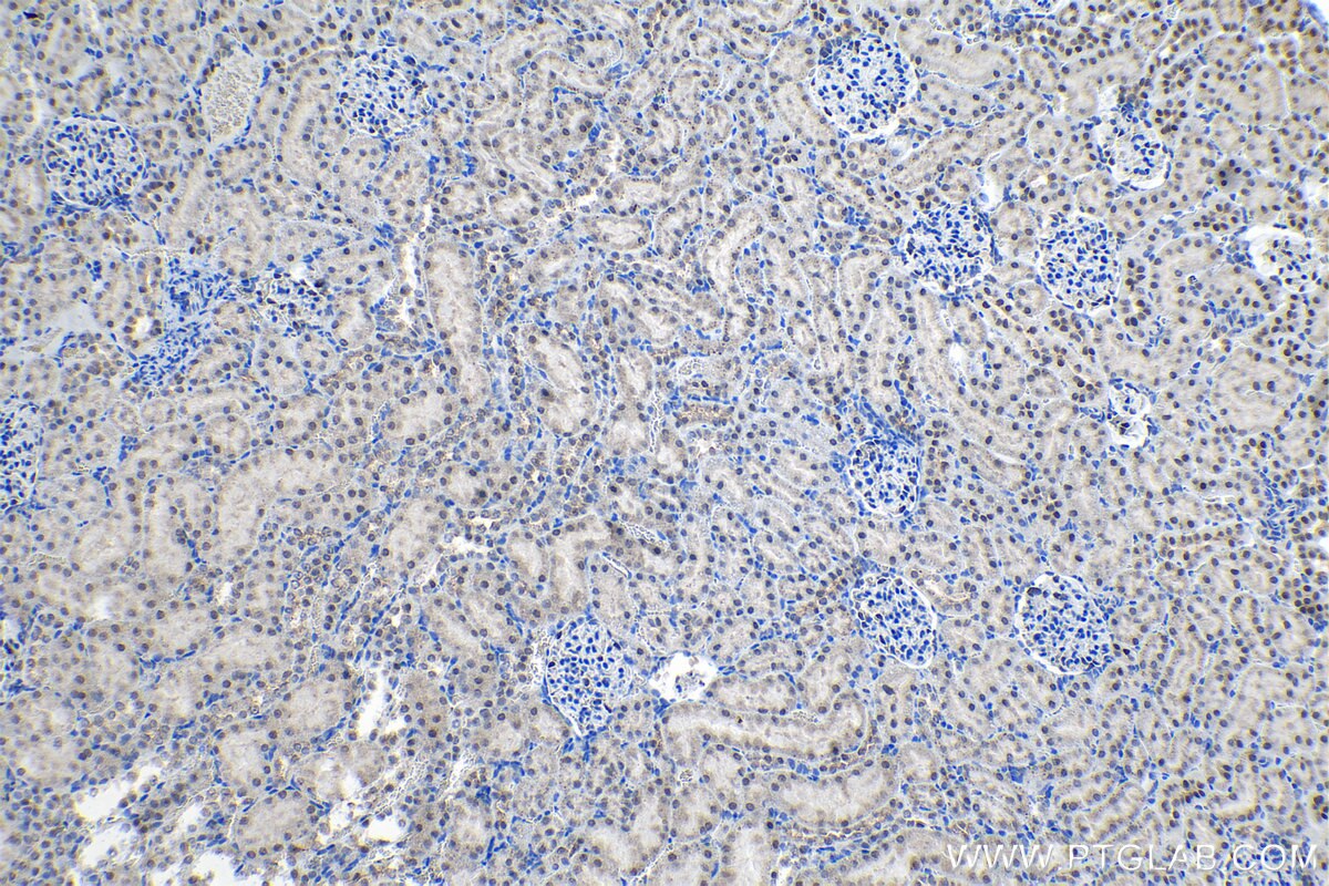 Immunohistochemical analysis of paraffin-embedded rat kidney tissue slide using KHC1314 (LSM4 IHC Kit).